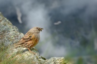 Pevuska podhorni - Prunella collaris - Alpine Accentor 2019